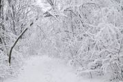 snowy scene.jpg